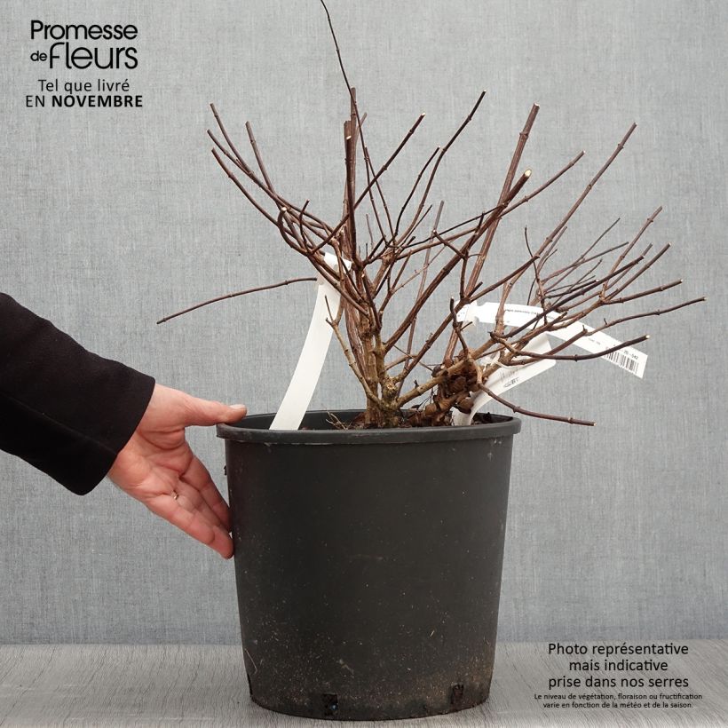 Amostra de Hortênsia paniculata Diamant Rouge Vaso de 7,5 L/10 L, Arbusto tal como entregue no outono