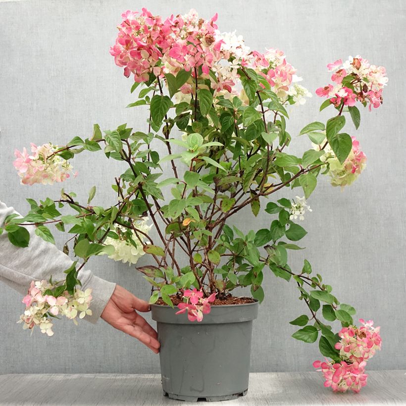 Amostra de Hortênsia paniculata Diamant Rouge Vaso de 7,5 L/10 L, Arbusto tal como entregue no verão