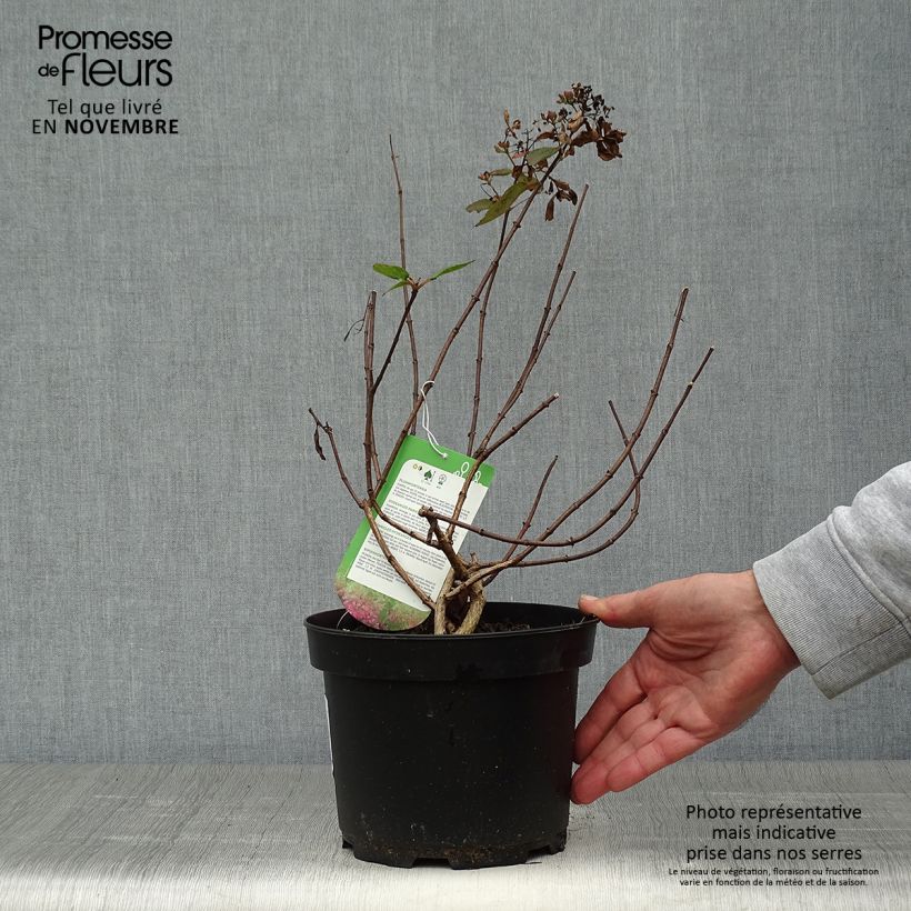 Amostra de Hortênsia paniculata Diamant Rouge Vaso de 2 L/3 L, Arbusto tal como entregue no outono