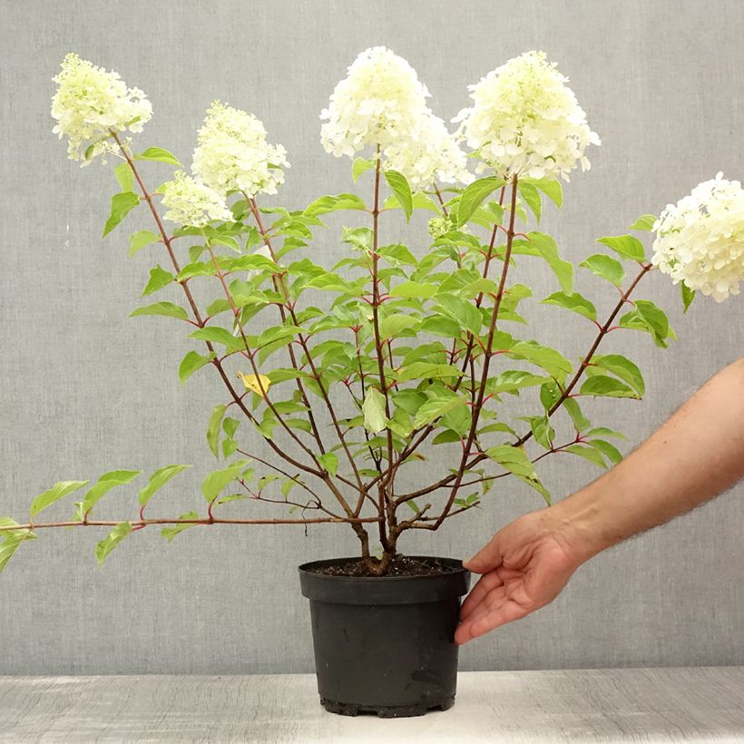 Amostra de Hortênsia paniculata Diamant Rouge Vaso de 2 L/3 L, Arbusto tal como entregue no verão