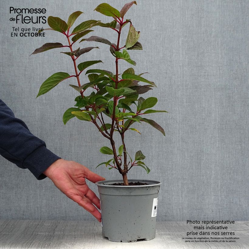 Amostra de Hortênsia paniculata Early Sensation Vaso de 3 L/4 L tal como entregue no outono
