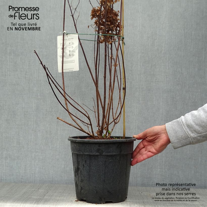 Amostra de Hortênsia paniculata Fraise Melba Vaso de 7,5 L/10 L tal como entregue no outono
