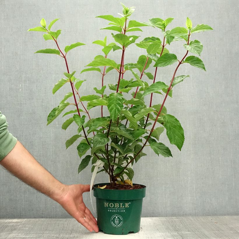 Amostra de Hortênsia paniculata Fraise Melba Vaso de 3 L/4 L tal como entregue no verão