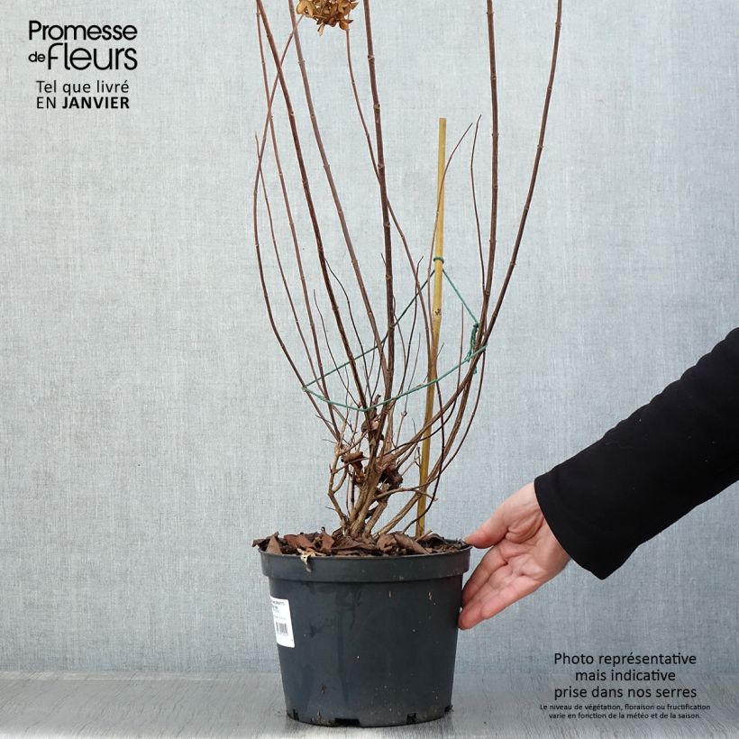 Amostra de Hydrangea paniculata Graffiti - Hortensia paniculé Vaso de 4 L/5 L tal como entregue no inverno