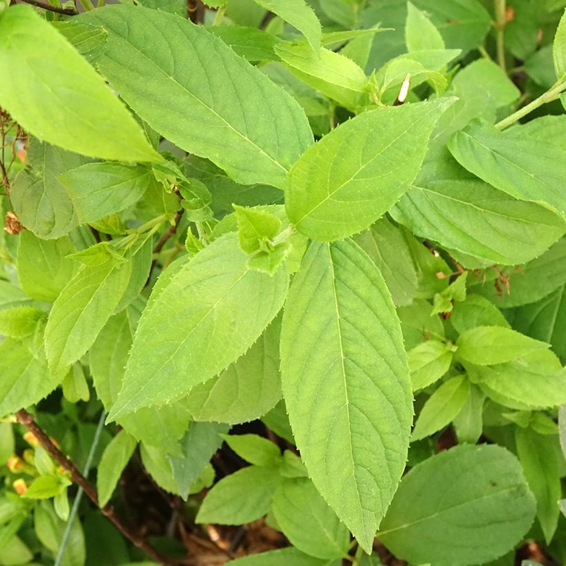 Hortênsia paniculata Graffiti (Folhagem)