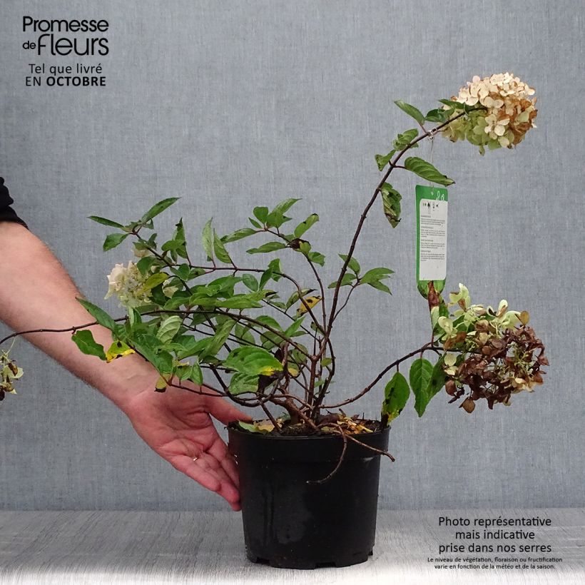 Amostra de Hortênsia paniculata Grandiflora Vaso de 3 L/4 L tal como entregue no outono