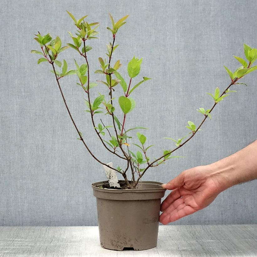 Amostra de Hortênsia paniculata Grandiflora Vaso de 3 L/4 L tal como entregue no verão