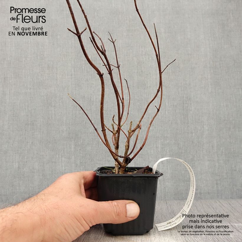 Amostra de Hortênsia paniculata Grandiflora Vaso de 8/9 cm tal como entregue no outono