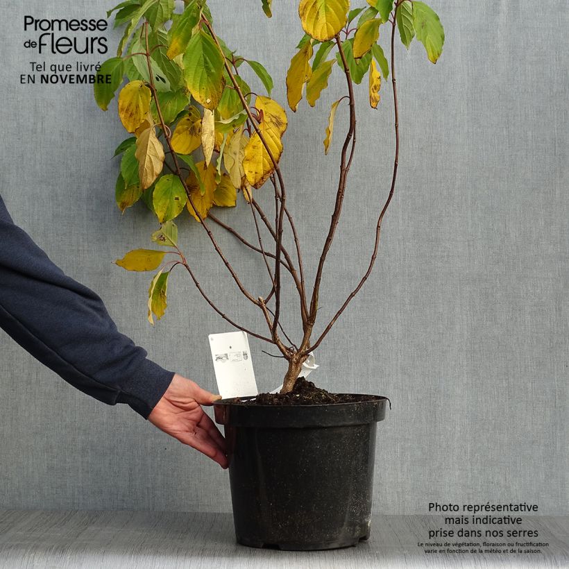 Amostra de Hortênsia paniculata Great Star Le Vasterival Vaso de 7,5 L/10 L tal como entregue no outono