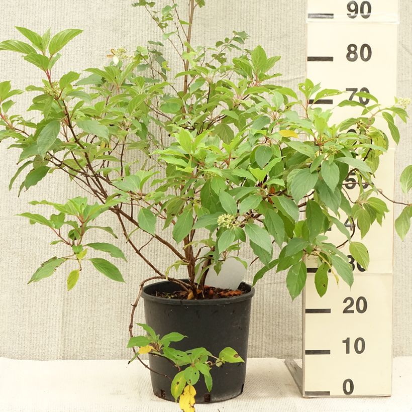 Amostra de Hortênsia paniculata Great Star Le Vasterival Vaso de 7,5 L/10 L tal como entregue no verão