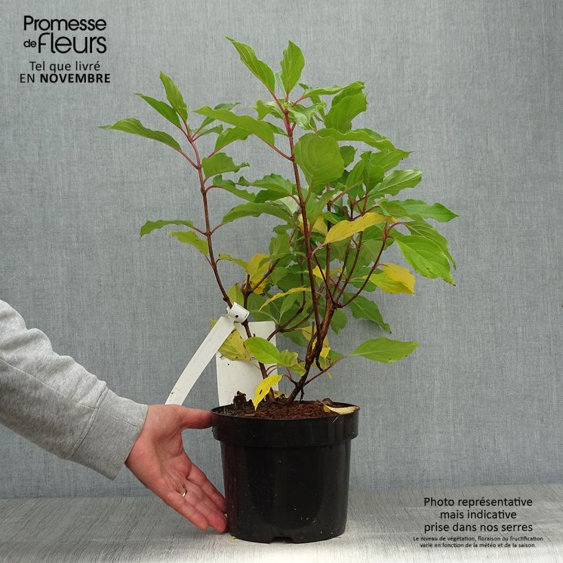 Amostra de Hortênsia paniculata Great Star Le Vasterival Vaso de 3 L/4 L tal como entregue no outono