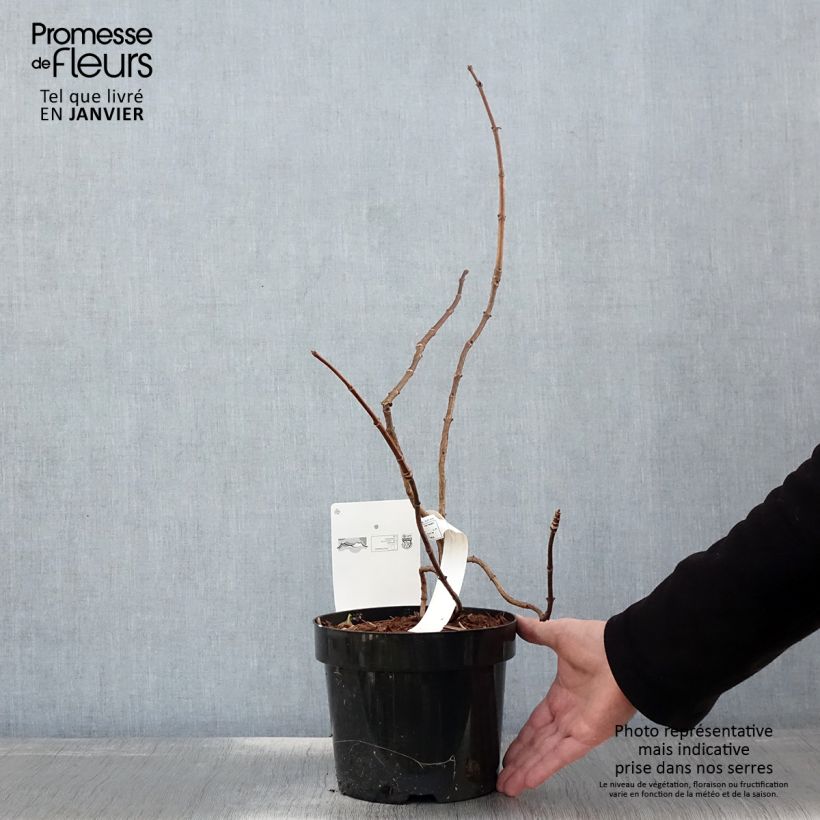 Amostra de Hortênsia paniculata Great Star Le Vasterival Vaso de 3 L/4 L tal como entregue no inverno