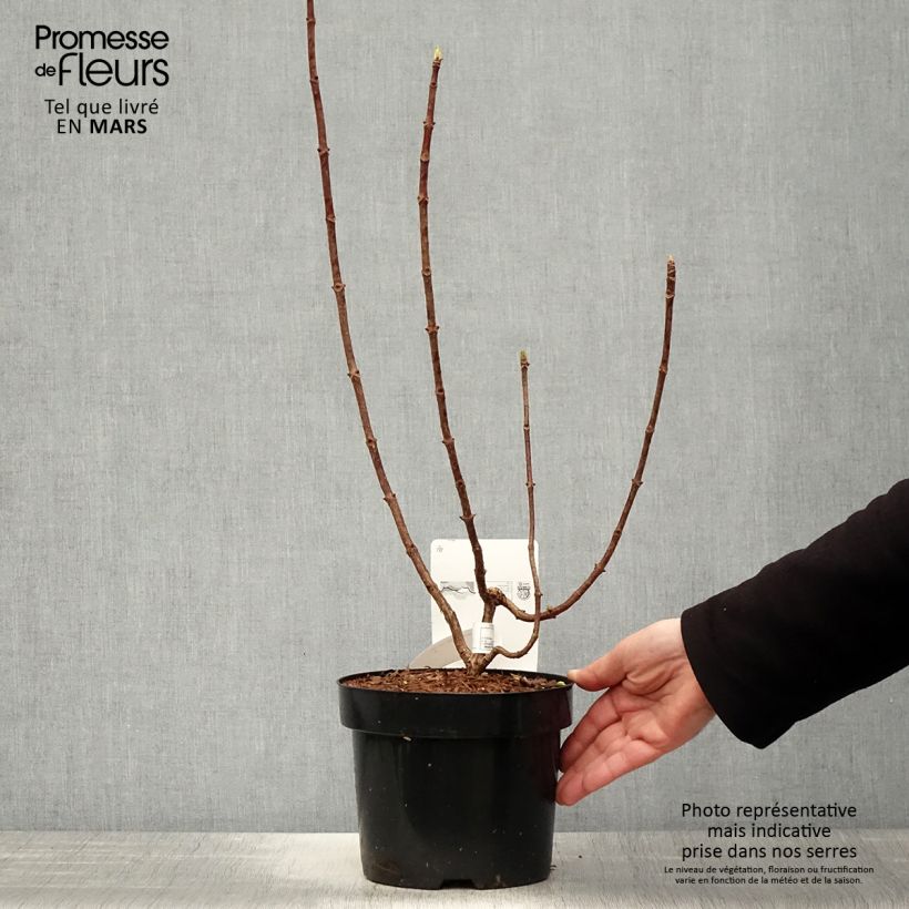 Amostra de Hortênsia paniculata Great Star Le Vasterival Vaso de 3 L/4 L tal como entregue na primavera