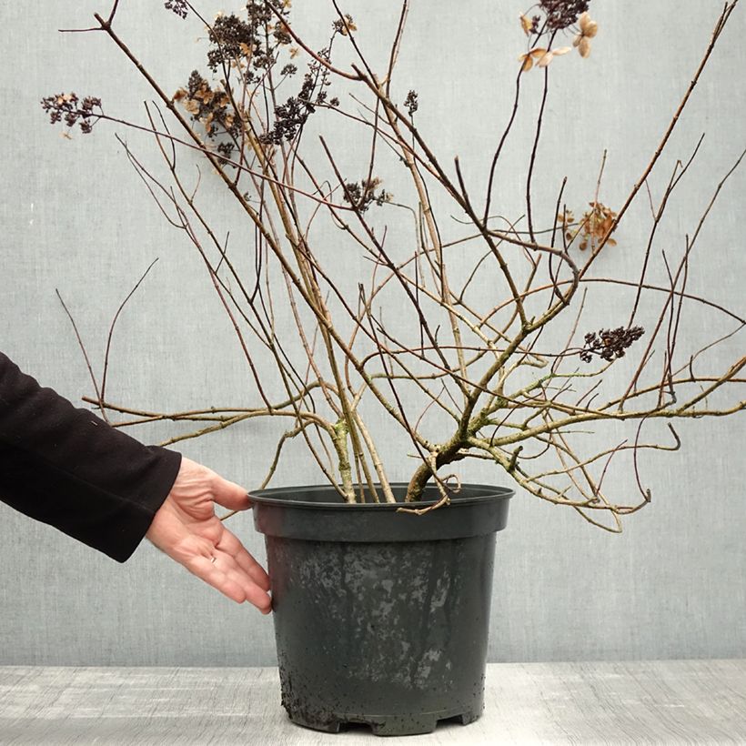 Amostra de Hortênsia paniculata Kyushu Vaso de 7,5 L/10 L tal como entregue no outono