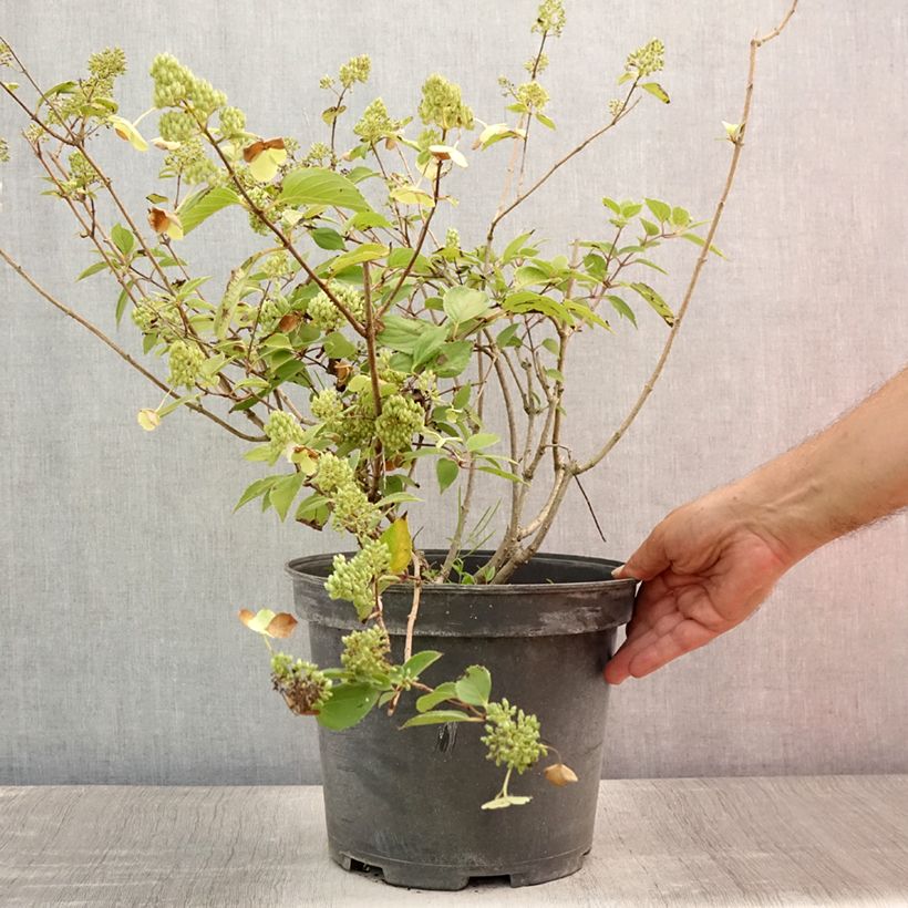 Amostra de Hortênsia paniculata Kyushu Vaso de 7,5 L/10 L tal como entregue no verão