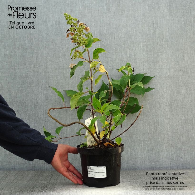 Amostra de Hortênsia paniculata Kyushu Vaso de 3 L/4 L tal como entregue no outono