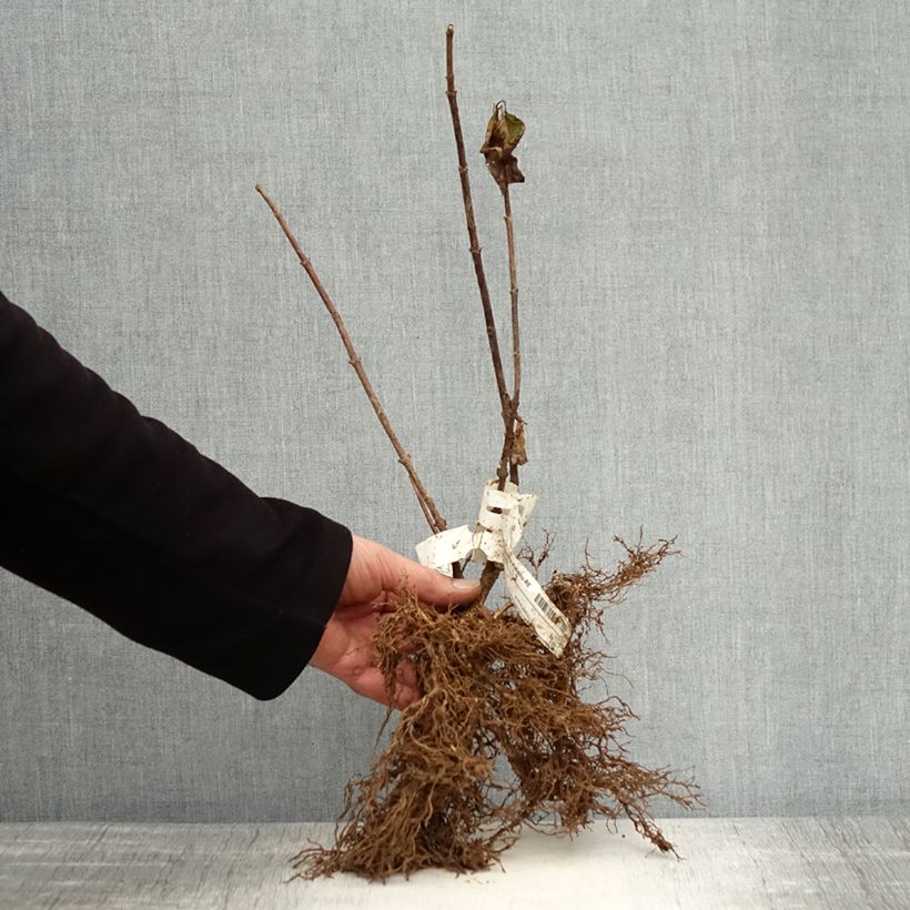 Amostra de Hortênsia paniculata Kyushu Raízes nuas tal como entregue no inverno