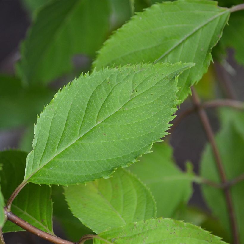 Hortênsia paniculata Levana (Folhagem)