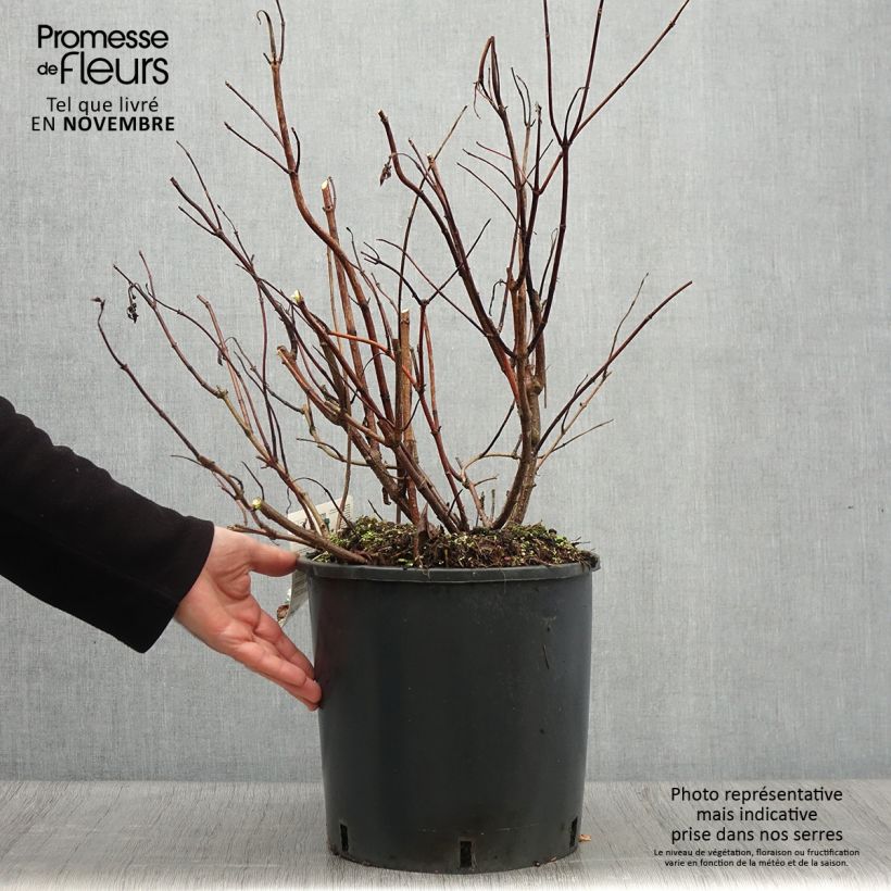 Amostra de Hortênsia paniculata Levana Vaso de 7,5 L/10 L tal como entregue no outono