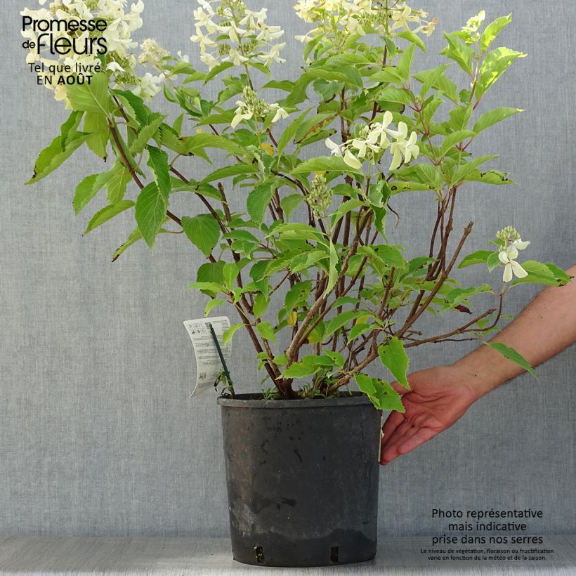 Amostra de Hortênsia paniculata Levana Vaso de 7,5 L/10 L tal como entregue no verão