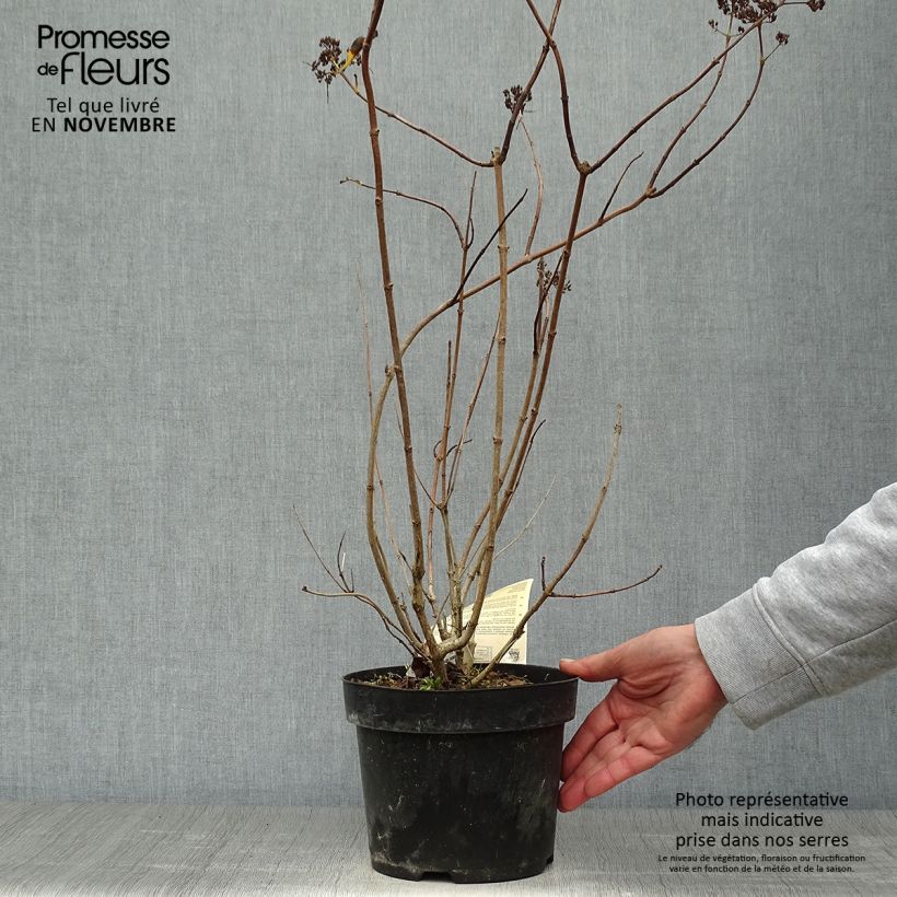 Amostra de Hortênsia paniculata Levana Vaso de 3 L/4 L tal como entregue no outono