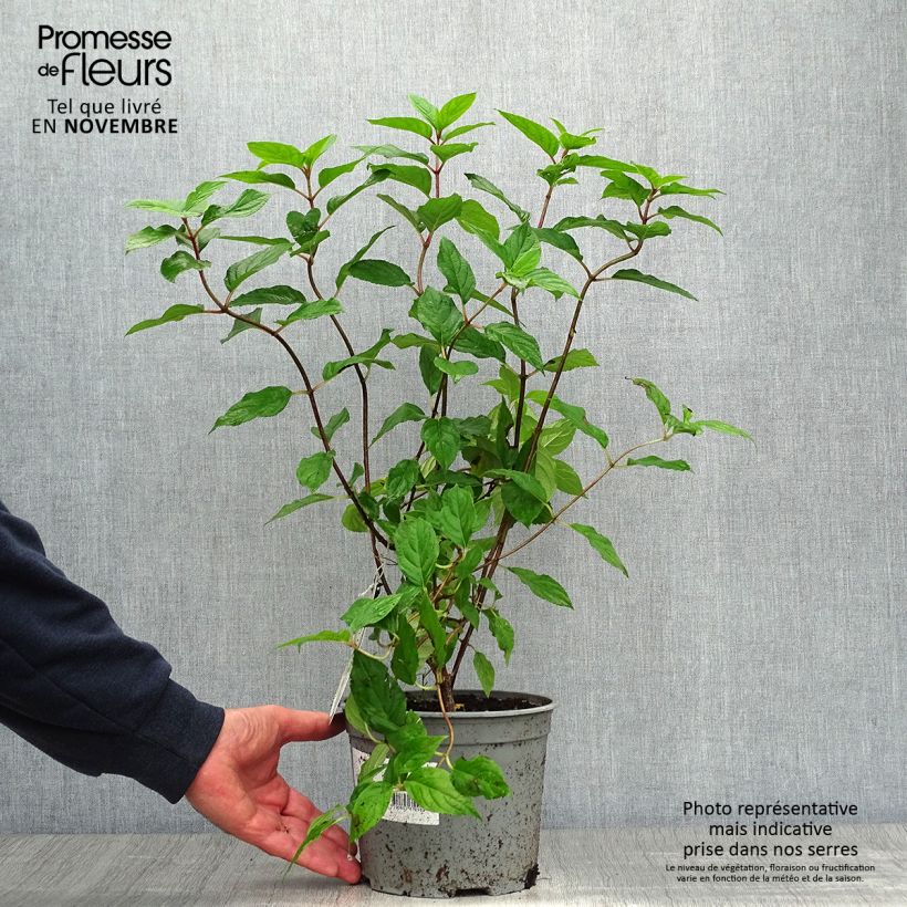 Amostra de Hortênsia paniculata Limelight Vaso de 3 L/4 L tal como entregue no outono