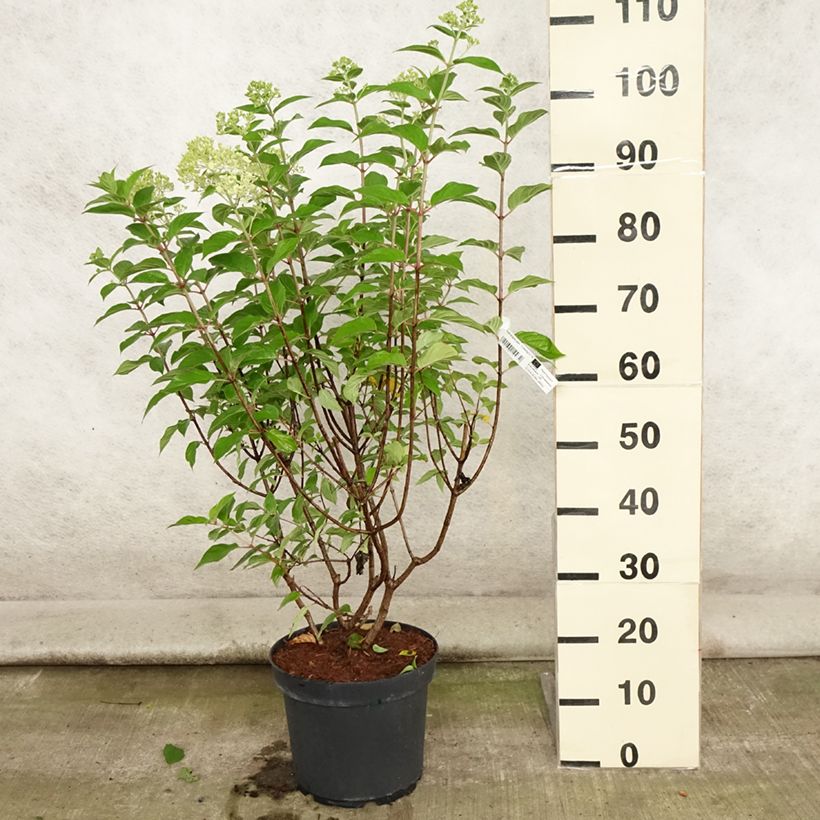 Amostra de Hortênsia paniculata Limelight Vaso de 6 L/7 L tal como entregue no verão