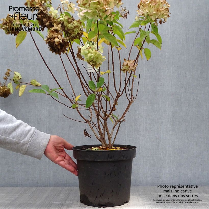 Amostra de Hortênsia paniculata Limelight Vaso de 6 L/7 L tal como entregue no outono