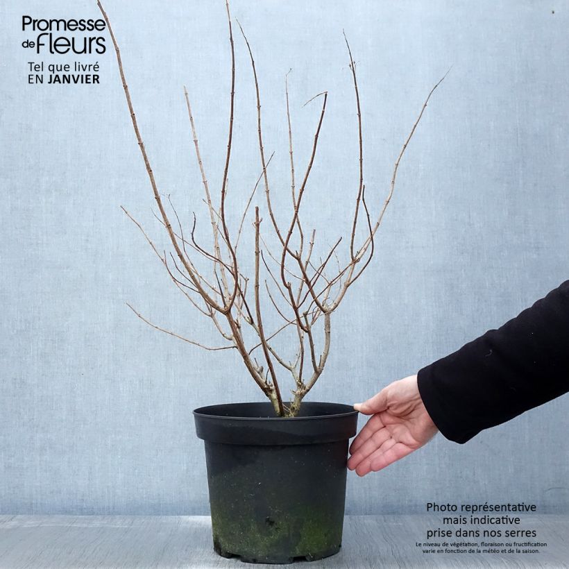 Amostra de Hortênsia paniculata Limelight Vaso de 6 L/7 L tal como entregue no inverno