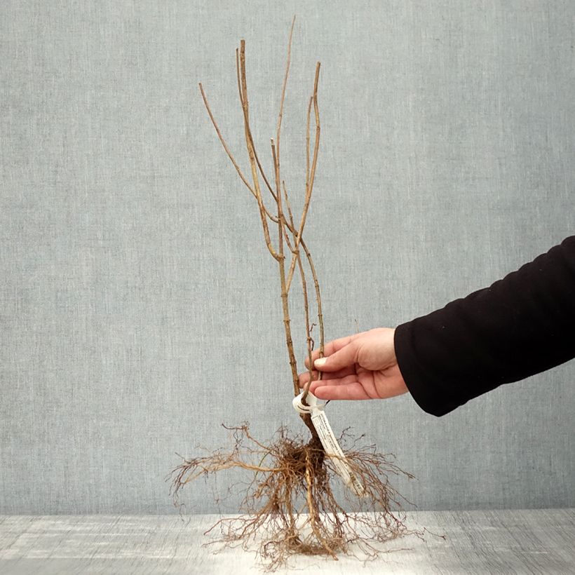 Amostra de Hortênsia paniculata Limelight Raízes nuas tal como entregue no inverno