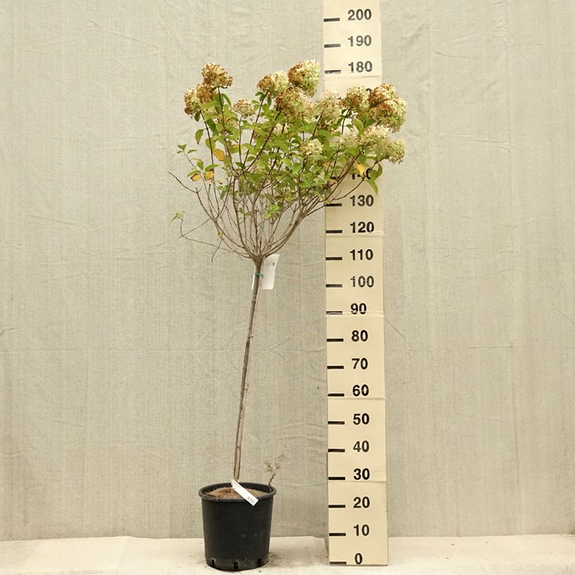 Amostra de Hortênsia paniculata Limelight Vaso de 12 L/15 L tal como entregue no verão