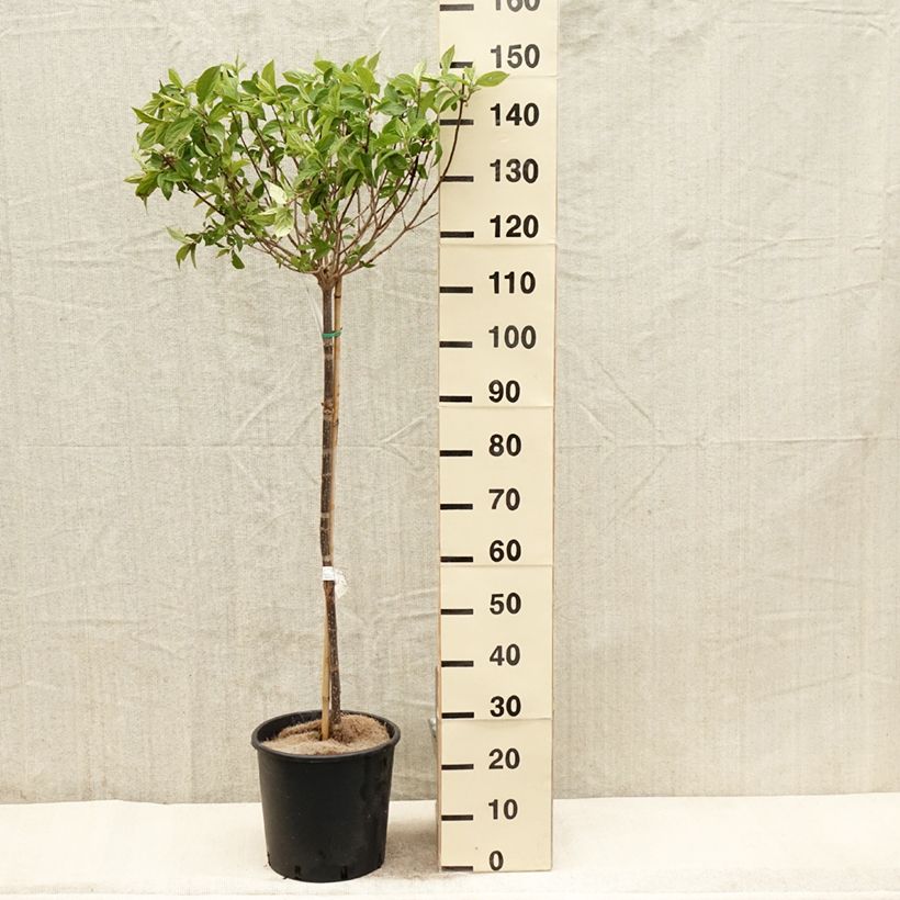 Amostra de Hortênsia paniculata Limelight Vaso de 12 L/15 L tal como entregue na primavera