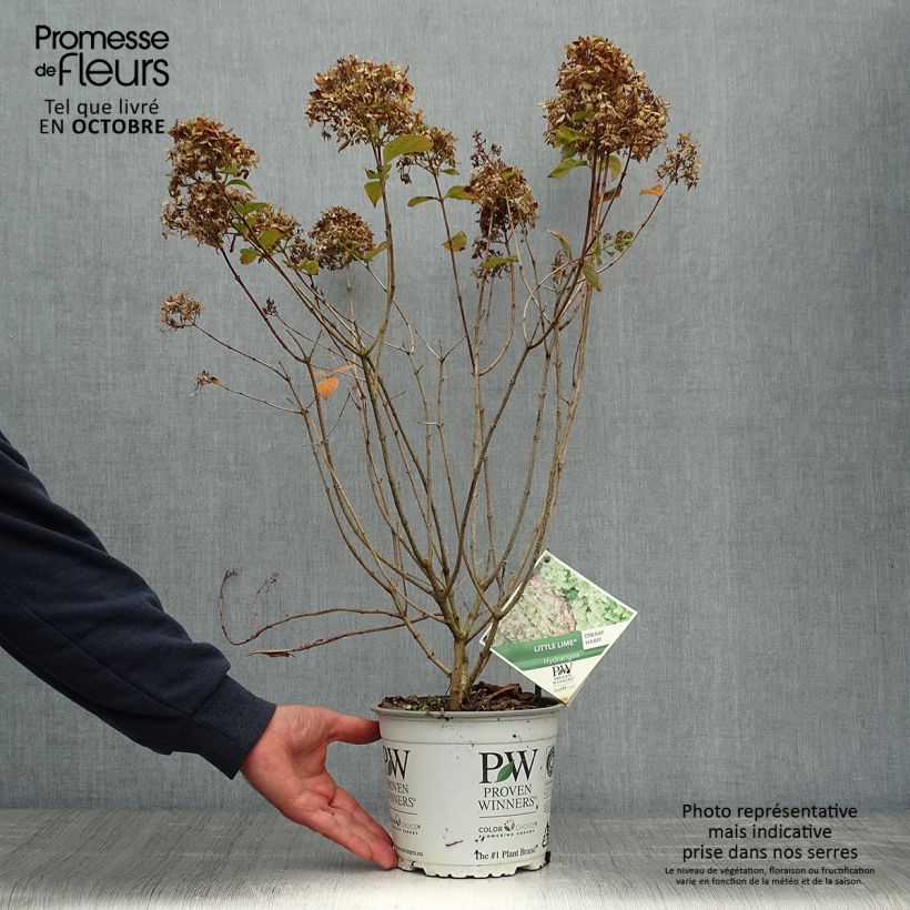 Amostra de Hortênsia paniculata Little Lime Vaso de 3 L/4 L tal como entregue no outono