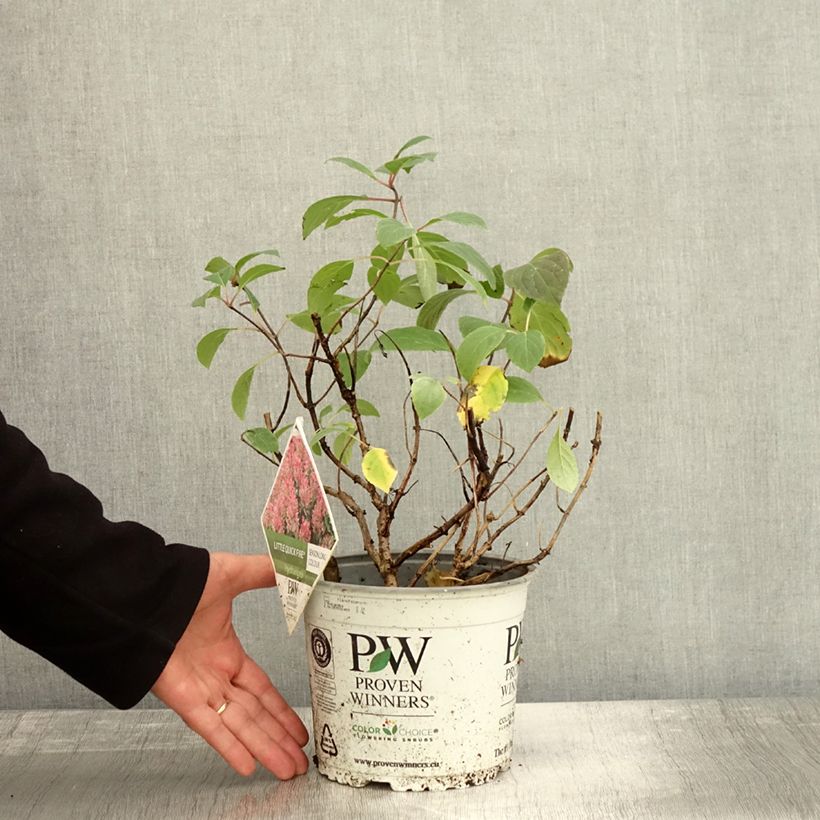 Amostra de Hortênsia paniculata Little Quick Fire Vaso de 3 L/4 L tal como entregue no outono