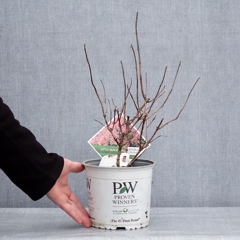 Amostra de Hydrangea paniculata Little Quick Fire - Hortensia paniculé Vaso de 3 L/4 L tal como entregue no inverno