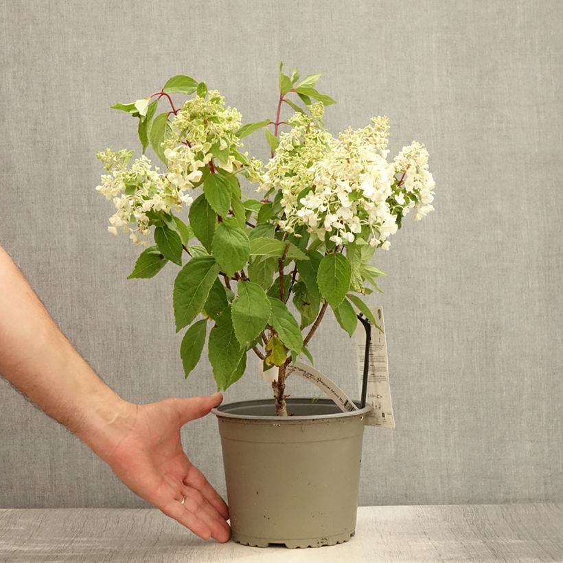 Amostra de Hortênsia paniculata Magical Mont Blanc Vaso de 3 L/4 L tal como entregue no verão