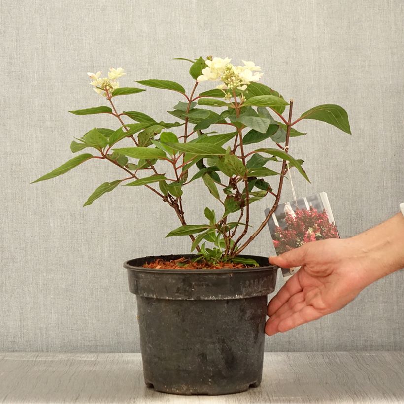 Amostra de Hortênsia paniculata Magical Vesuvio Vaso de 4 L/5 L tal como entregue no outono