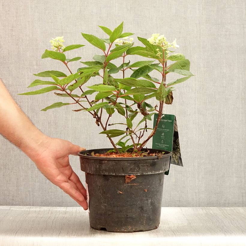 Amostra de Hortênsia paniculata Magical Vesuvio Vaso de 4 L/5 L tal como entregue no verão