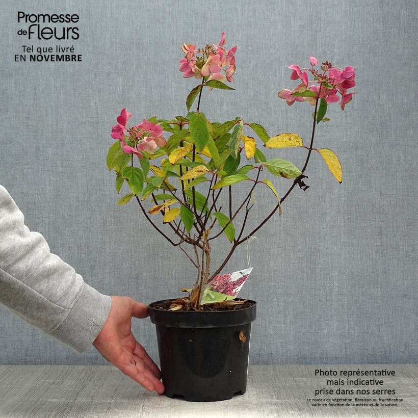 Amostra de Hortênsia paniculata Mega Mindy Vaso de 2 L/3 L tal como entregue no outono