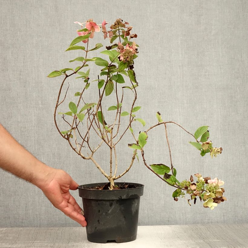 Amostra de Hortênsia paniculata Mega Mindy Vaso de 2 L/3 L tal como entregue no verão