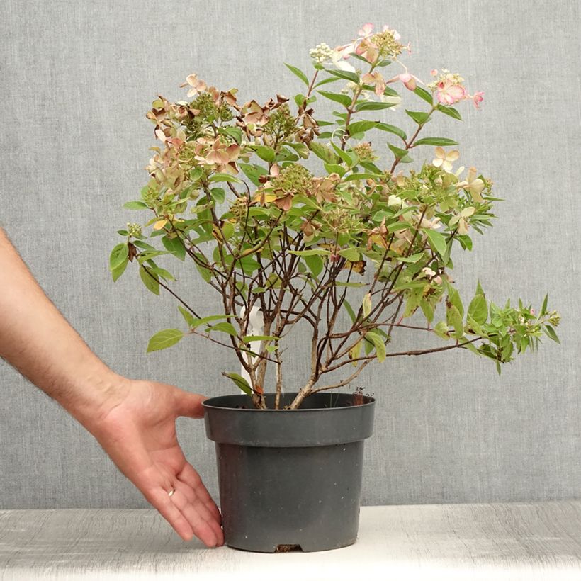 Amostra de Hortênsia paniculata Pastelgreen Vaso de 3 L/4 L tal como entregue no verão