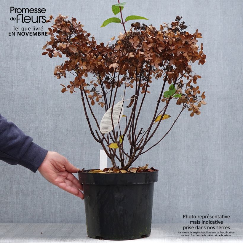 Amostra de Hortênsia paniculata Pastelgreen Vaso de 7,5 L/10 L tal como entregue no outono