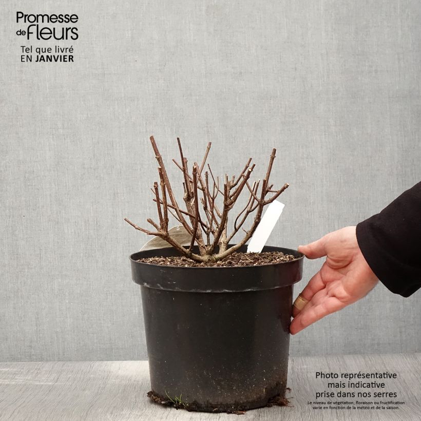 Amostra de Hydrangea paniculata Pastelgreen - Hortensia paniculé Vaso de 7,5 L/10 L tal como entregue no inverno