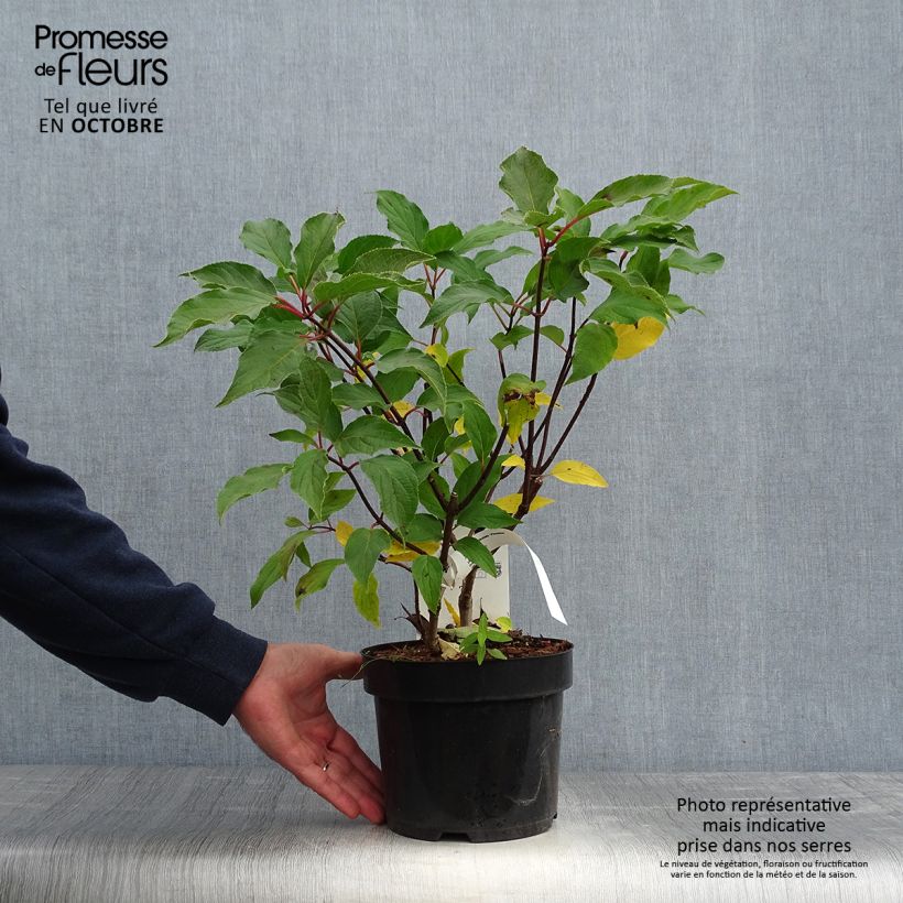 Amostra de Hortênsia paniculata Phantom Vaso de 2 L/3 L tal como entregue no outono