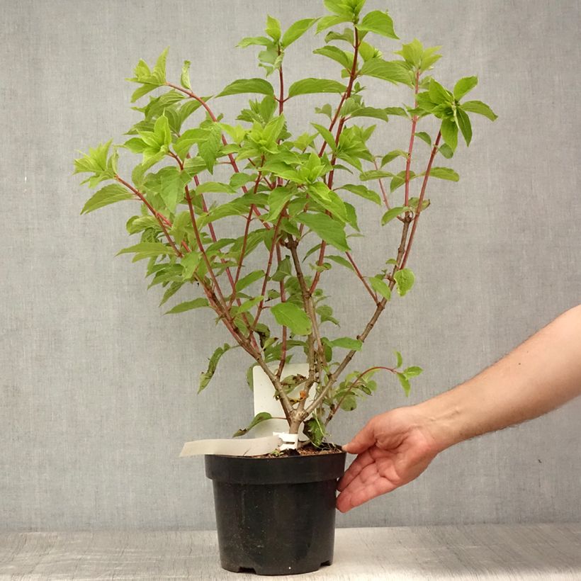 Amostra de Hortênsia paniculata Phantom Vaso de 2 L/3 L tal como entregue no verão