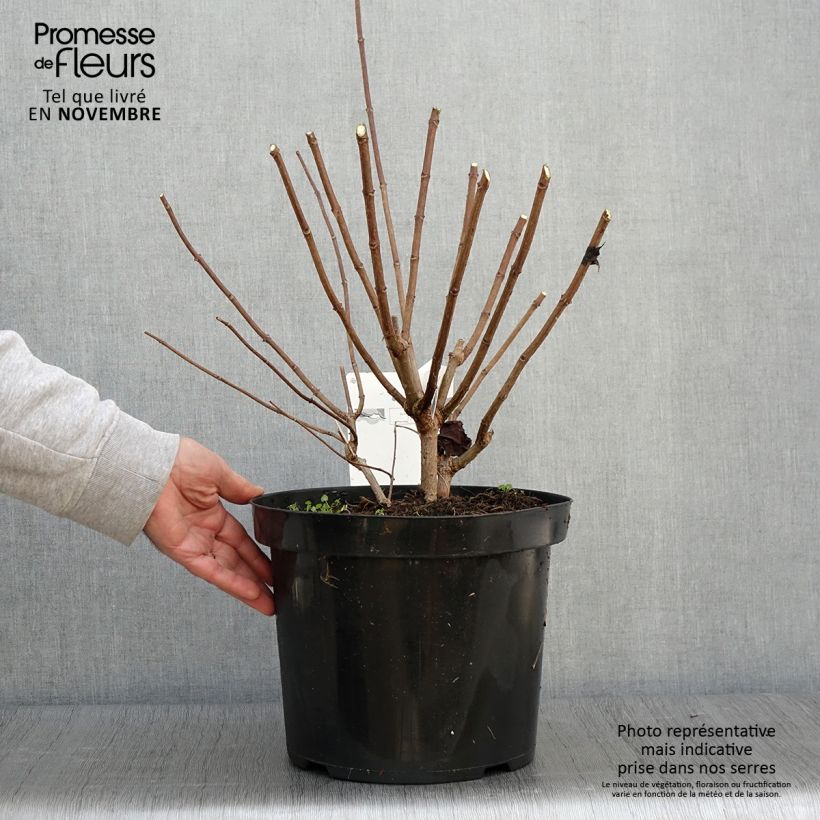 Amostra de Hortênsia paniculata Phantom Vaso de 7,5 L/10 L tal como entregue no outono