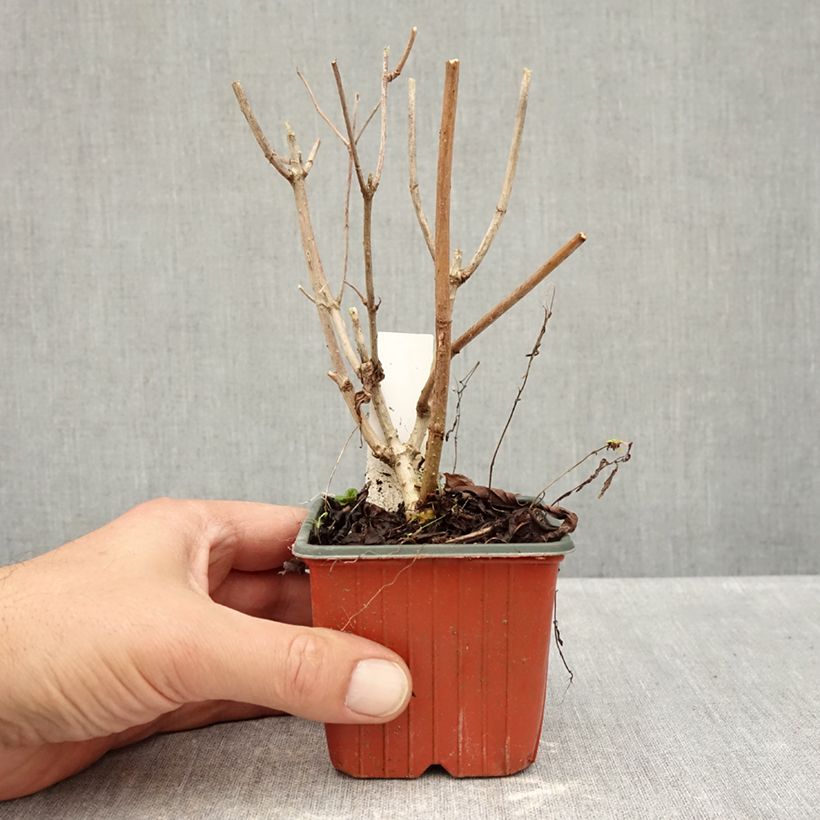 Amostra de Hortênsia paniculata Pink Diamond Vaso de 8/9 cm tal como entregue no outono