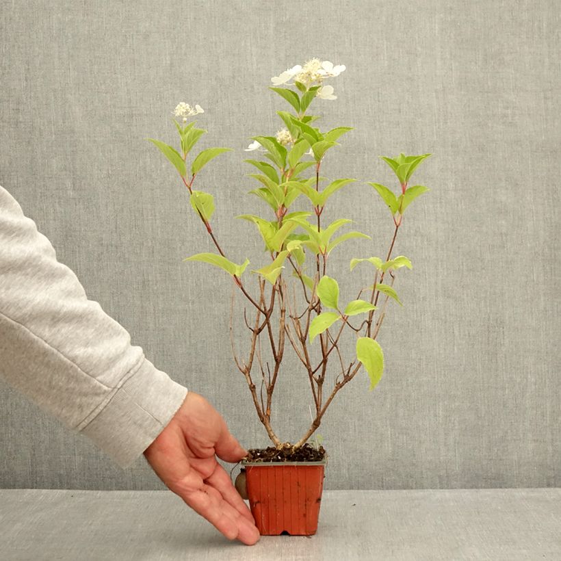 Amostra de Hortênsia paniculata Pink Diamond Vaso de 8/9 cm tal como entregue no verão