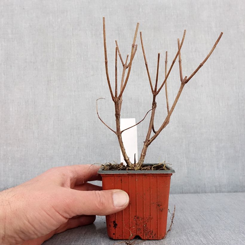 Amostra de Hortensia - Hydrangea paniculata Pink Diamond Vaso de 8/9 cm tal como entregue no inverno