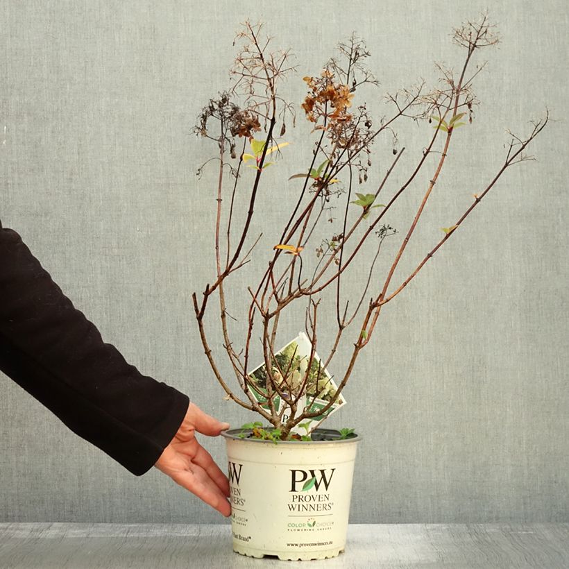 Amostra de Hortênsia paniculata Pinkachu Vaso de 3 L/4 L tal como entregue no outono